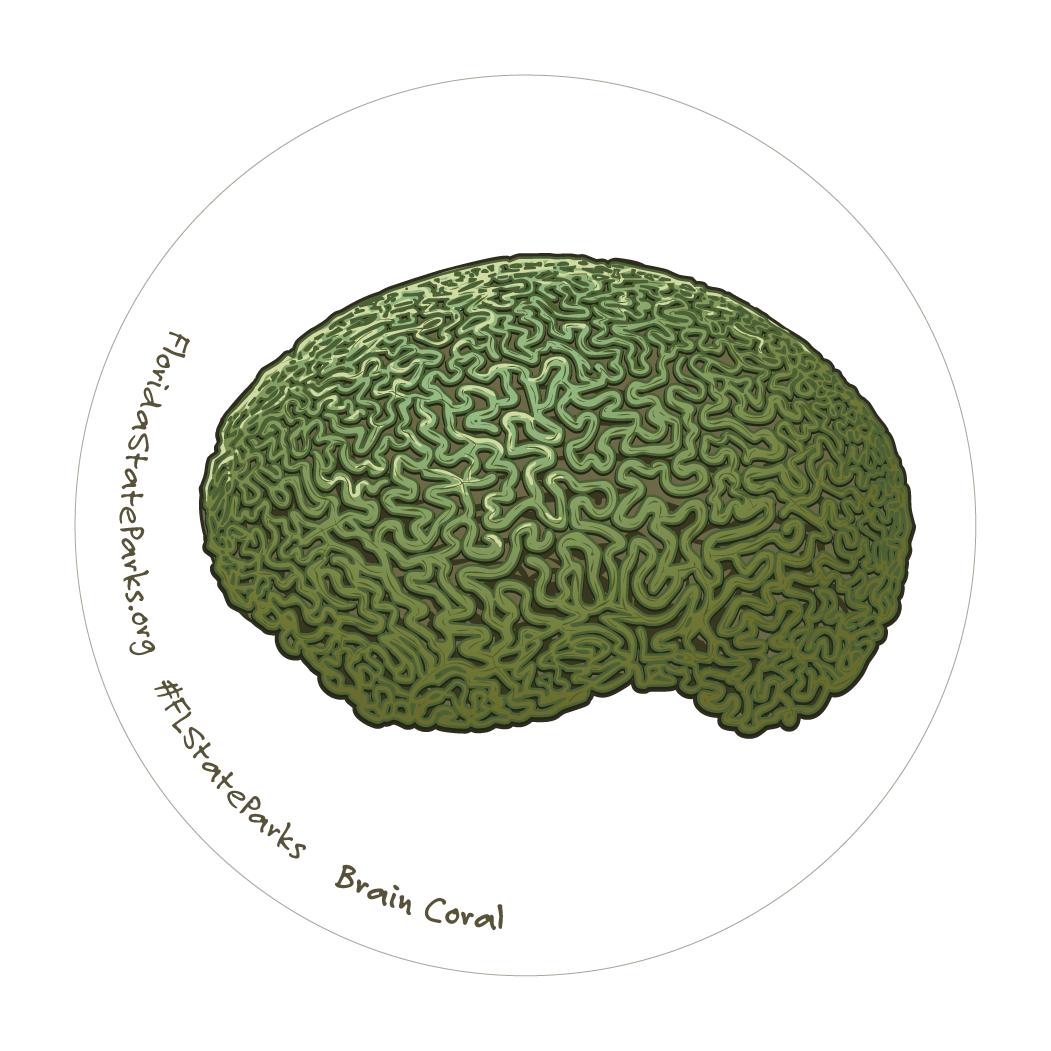 Brain Coral